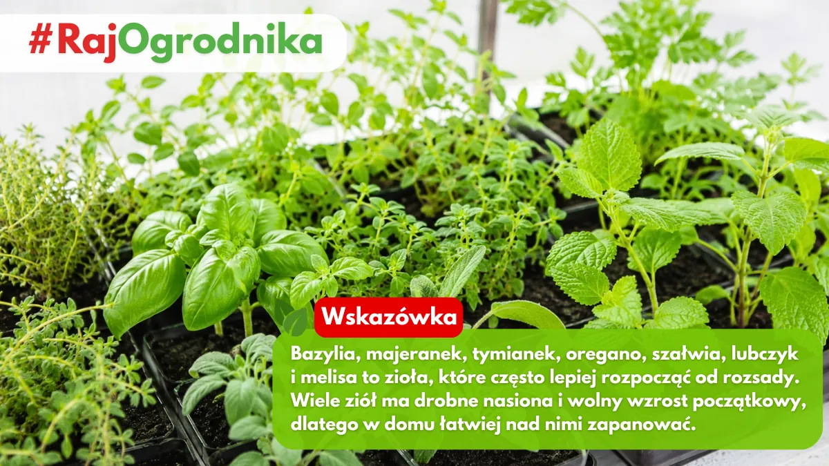 Jakie zioła wzrto wysiewać na rozsady blog sklep rajogrodnika